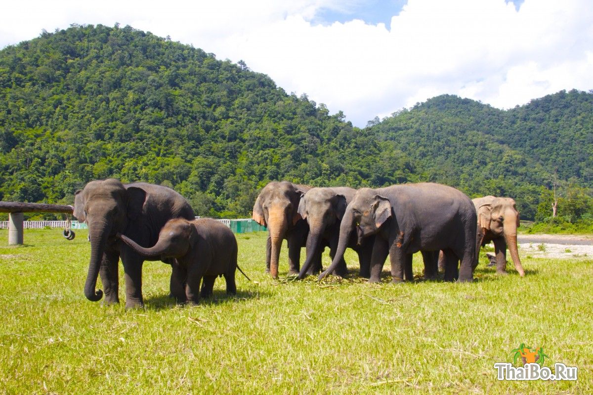 Парк-заповедник слонов в Чиангмае
